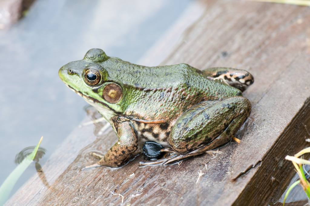 牛蛙一般吃什么飼料